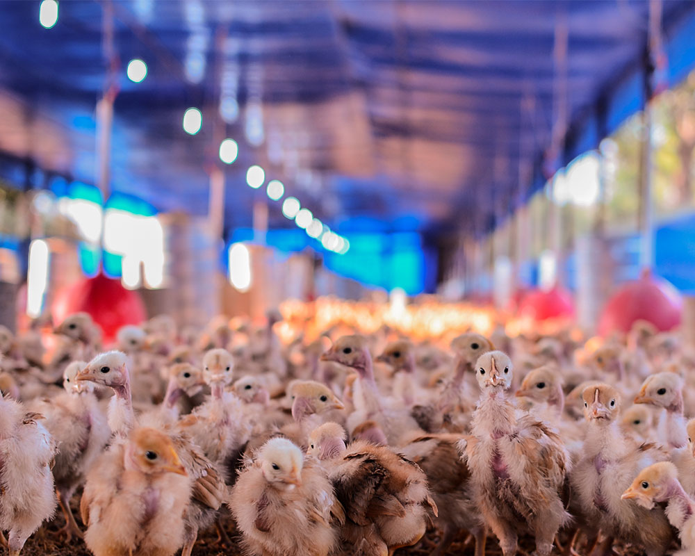 Pintinhos caipiras recém-alojados no galpão da Batume Alimentos