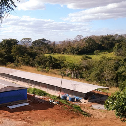 Vista aérea dos galpões da Fazenda Batume cercados pelo cerrado em Nerópolis