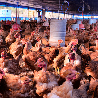 Aves caipiras com acesso a água e ração